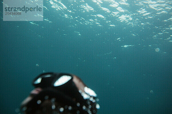 A freediver/snorkler prepares to surface after a dive.