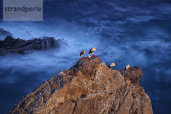 Storks in the Cape Sardao in Portugal