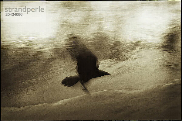 A raven flies along the bank of the Colorado River in Grand Canyon National Park  Arizona. (Motion Blur)