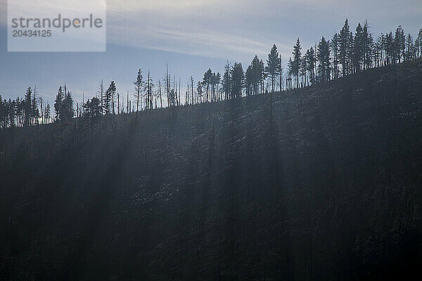 Sunlight filters through the trees on a ridge above Mill Creek in the Bitterroot Mountains  Montana.