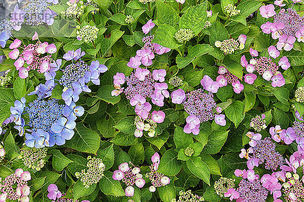 hydrangea arborescens