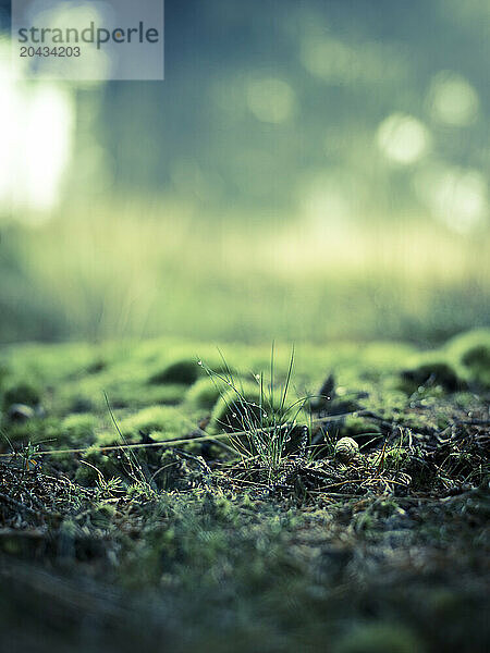 treasures on the forest floor