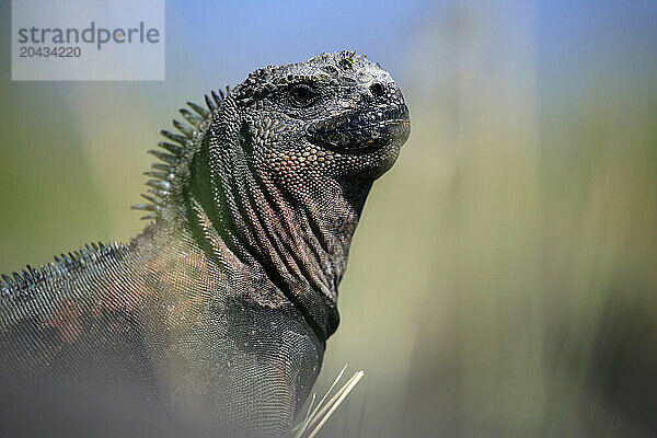 Iguana  Conolophus pallidus  Santa Fe island