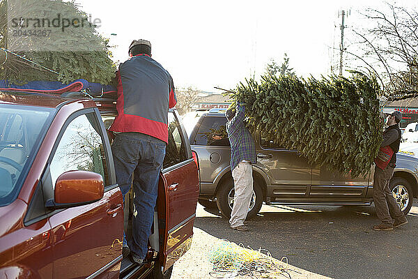 A man ties a Christmas tree to a mini van in the sunshine at a busy Christmas tree lot in Portland Oregon.