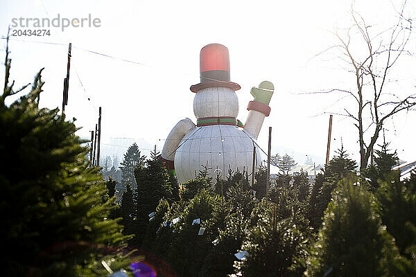 A large inflatable Christmas snowman is seen in the sunshine hovering above a full Christmas tree lot in Portland  Oregon.