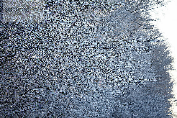 Snow covered branches  Rungsted Hegn  Denmark