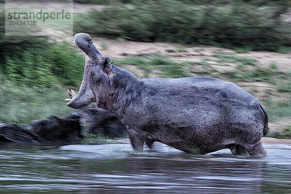 Hippo -Hippopotamus amphibius-Democratic Republic of Congo Garamba National Park Garamba river