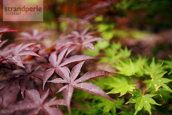 Japanese Maple leaves