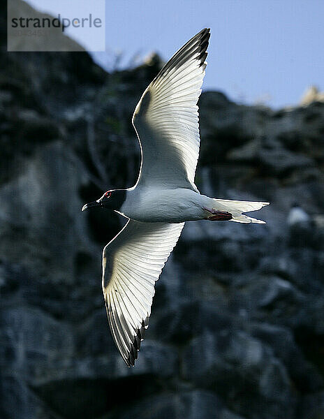 Larus forficatus  Seymour