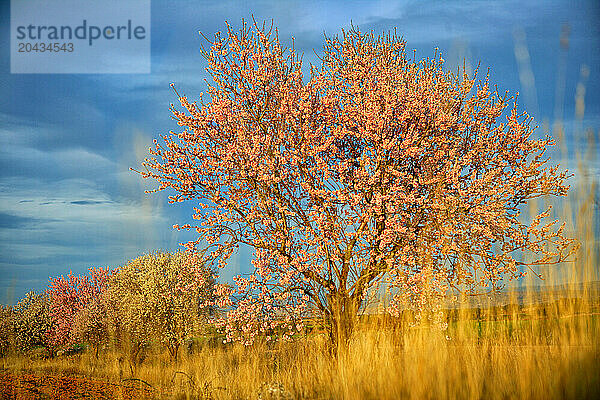 Almond blossom in the town of Pedroneras. Route of don Quijote. Castilla-La Mancha  Spain