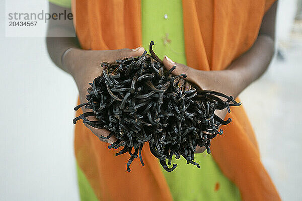 Indian woman holding a bunch of vanilla.