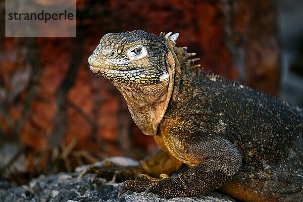 Iguana  Conolophus subcristatus  Plazas Norte island