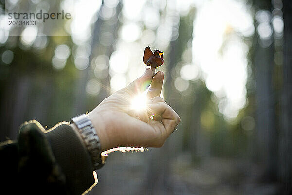 A young man holds out a Gymnopilus ventricosus mushroom in a forest.