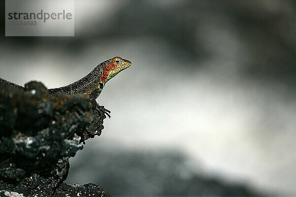 Lagartija de lava  Microlophus spp  Santa Fe island