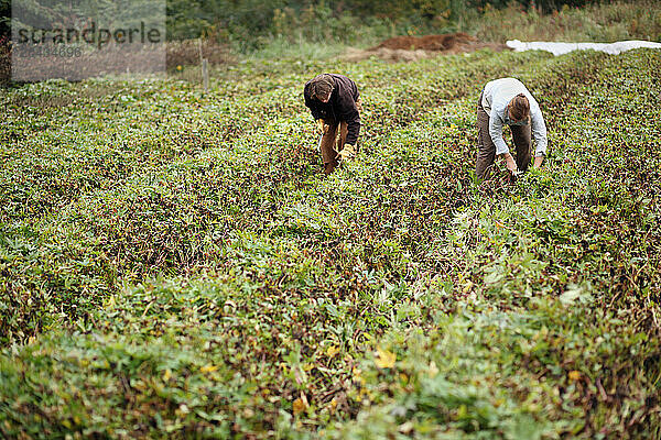 Farmers harvest Sweet potatoes during a Crop Mob