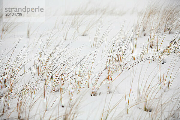 Scattered reeds in the winter snow on Wrightsville Beach