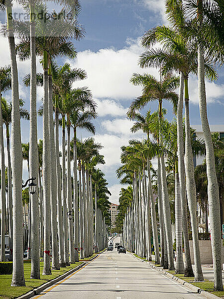 Tropical tree lined roadway