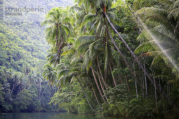 Palm trees on bank of Loboc River  Loay  Bohol  Central Visayas  Philippines