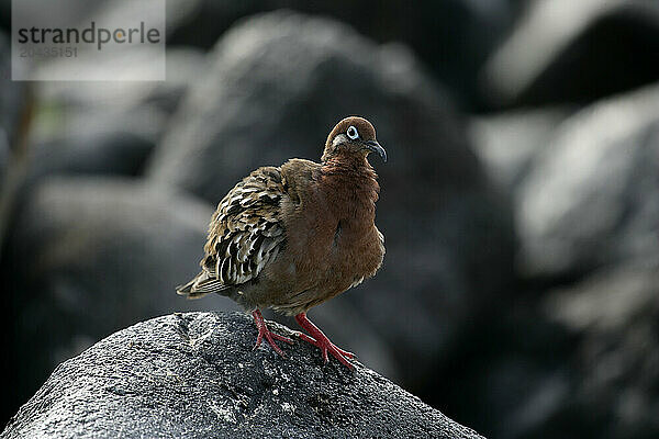 Dove of Galapagos  Zenaida galapagoensis  Santa Fe island