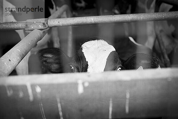 Cow in dairy stall.