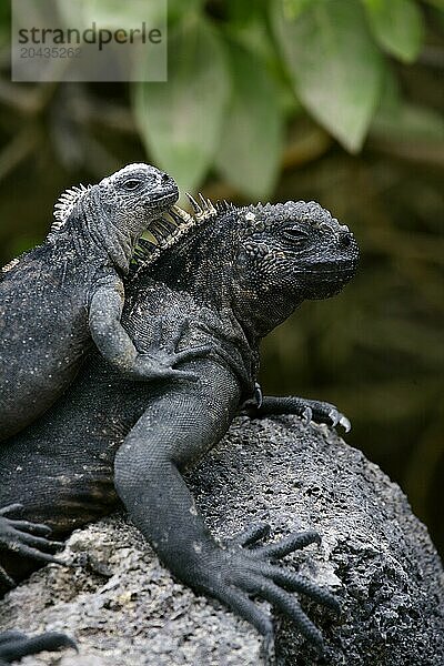 Couple of Iguanas marinas  Amblyrynchus cristatus  Isabela island