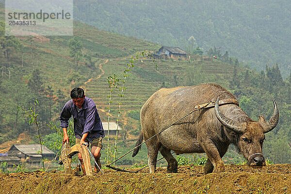 SapaMen growing rice