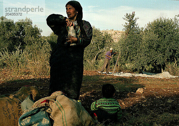 Olive harvest in West Bank Israel