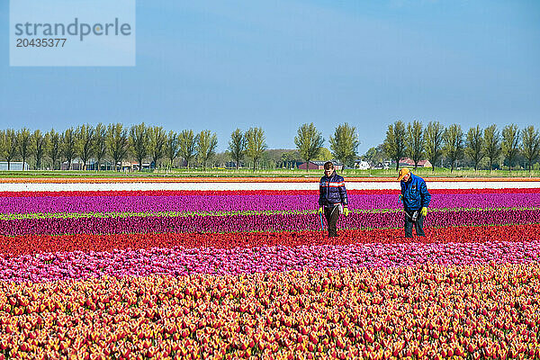 Workers In Colorful Tulip Fields In Early Spring