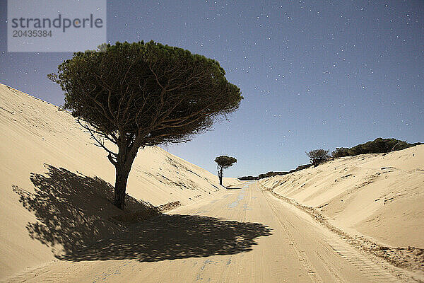 Bologna dune is a sand dune over 30 meters high located northwest of the bay of Bologna  towards Camarinal tip on the Atlantic coast of the province of CÃ¡diz (Spain)