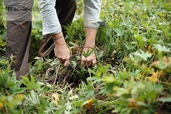 Farmers harvest Sweet potatoes during a Crop Mob