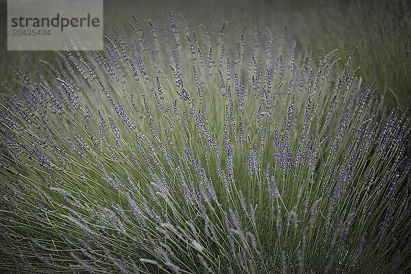 Lavender at the Ojai Valley in and Spa  Ojai  California.