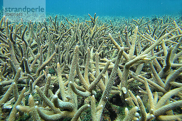 Coral reef scenic in Tioman Island  Malaysia.