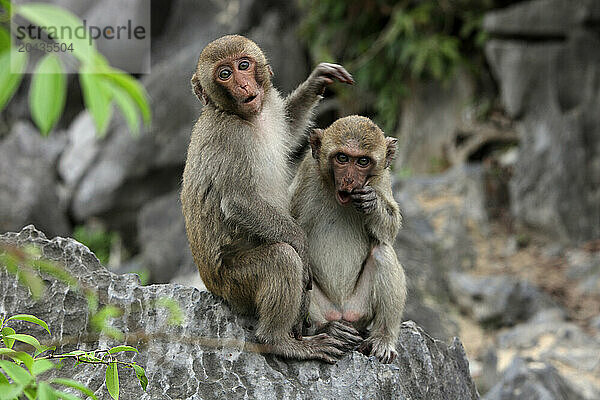 Monkey IslandMonkeys-Macaques