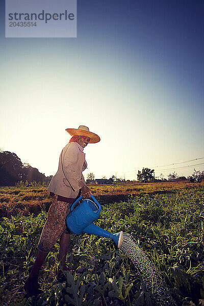 The elderly woman watering a farmers field