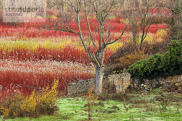 wicker cultivation in the village of Ca-amares-Cuenca-