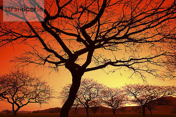 Silhouettes of Mlilwane Wildlife Sanctuary savannah trees at orange dusk  Swaziland