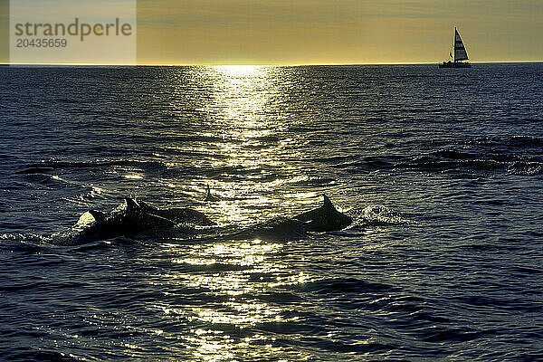 Porpoises swimming in sea at sunset