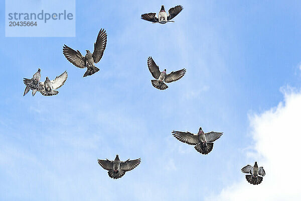 A flock of pigeons flies overhead against blue sky.