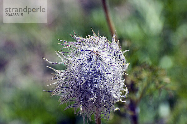 A close up view in shallow focus of a Western Anemone seed head (Anemone occidentalis) before flowering on Banff NP  Alberta Canada on 7/28/2010