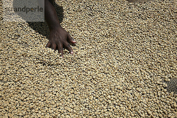 Hand stirring up coffee beans drying in the sun