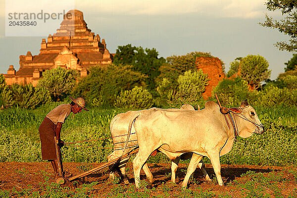 FARMER PLOUGHING IN PAGAN Farmer plowing his Paddy Field with a Buffalo.