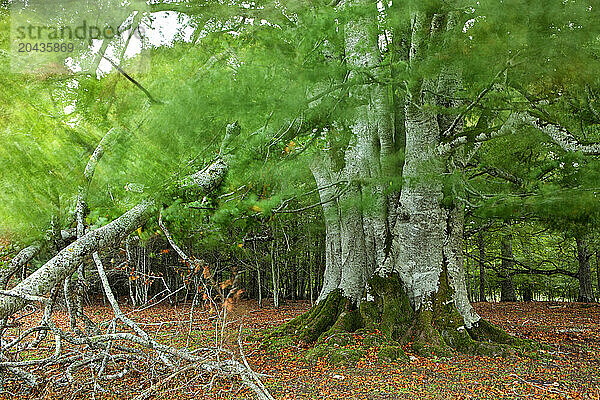 Beech forest in the Natural Park of Urbasa and Andia in Navarre