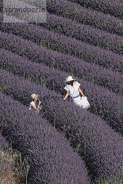 Lavender fields. Guadalajara  Spain.