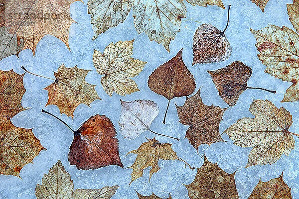 Natural Park of the Serrania de Cuencadiverse group of leaves on the ice in the lagoon's Claw