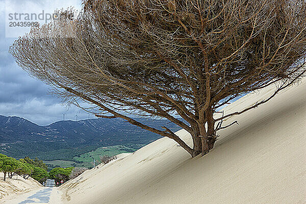 Bologna dune is a sand dune over 30 meters high located northwest of the bay of Bologna  towards Camarinal tip on the Atlantic coast of the province of CÃ¡diz (Spain)