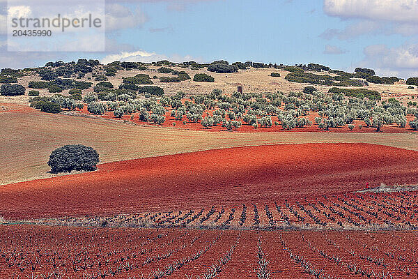 Route of Don Quijote from ValdepeÃ±as toTorrenueva. Castilla-La Mancha  Spain