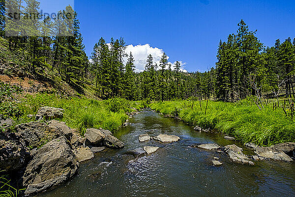 East Fork of Black River  White Mountains  Arizona  USA