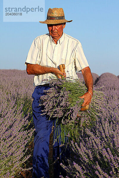 Lavender fields. Guadalajara  Spain.