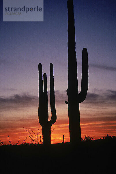 cactus  saguaro  sunset  desert  southwest  arizona  phoenix