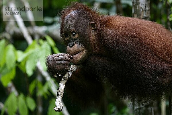 Orangutans- Pongo borneo -National Park Tanjunj Puting